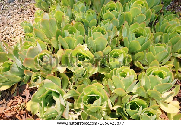paddlr plant or desert cabbage, ucculent plant\
native to South Africa