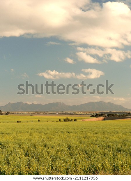 Paddock and hills,\
paddock field hills scenery. Farming crop hills and scenery,\
country paddock field. 