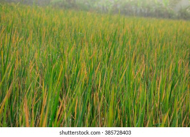 Paddy