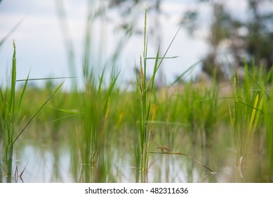 Paddy