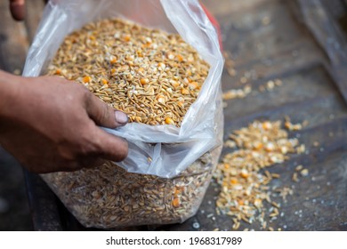 Paddy And Corn Feed In Clear Plastic Bags For Use As Animal Feed, Chicken Feed On The Farm.