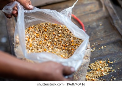 Paddy And Corn Feed In Clear Plastic Bags For Use As Animal Feed, Chicken Feed On The Farm.