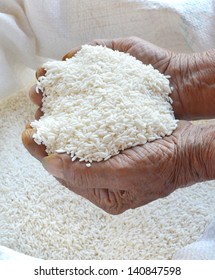 Paddy In Farmer Hand