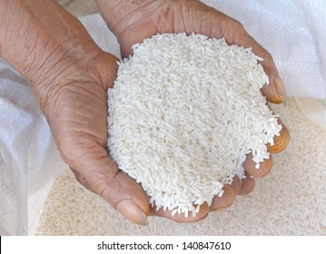 Paddy In Farmer Hand