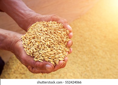 Paddy In Farmer Hand