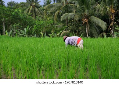 Paddy Farmers Working In A Lush Green Rice Field Near Ubud. Rice Cultivation Is Hard Manual Work, But Deeply Ingrained In Balinese Culture.