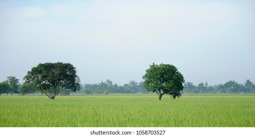 A Paddy Feild