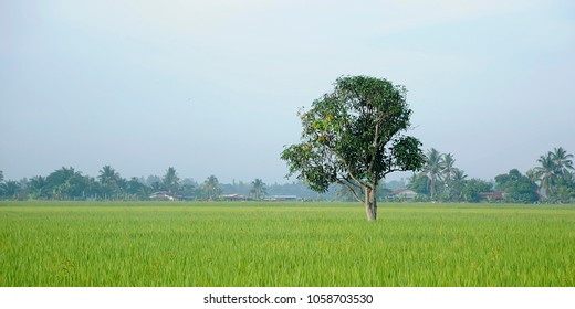 A Paddy Feild