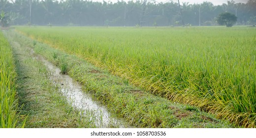 A Paddy Feild