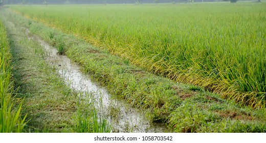 A Paddy Feild