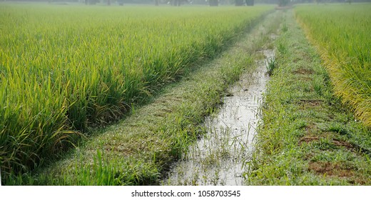 A Paddy Feild