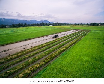 Paddy Field