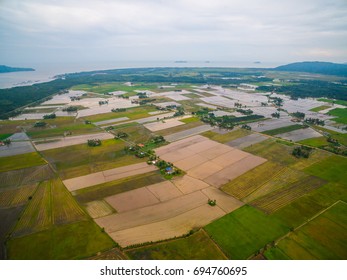 Paddy Field