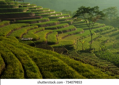 Paddy Field
