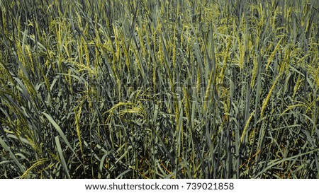 Similar – Image, Stock Photo wheat field