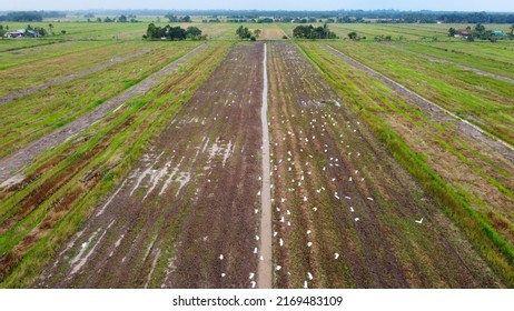 Paddy Field Aerial View With Birds On The Ground.