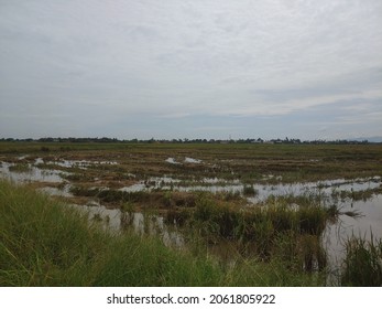 Paddy Field After Field Plowing Process Stock Photo 2061805922 