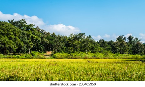 Paddy Field Background Of Forest And Sky.