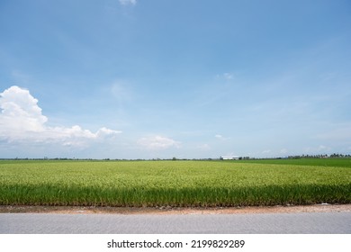 Paddy Field Beside Tar Road With Blue Sky Background