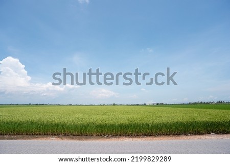 Paddy field beside tar road with blue sky background