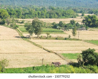 15,565 Paddy Field Birds Images, Stock Photos & Vectors | Shutterstock