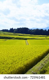 Paddy Field In Japan