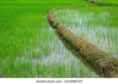 Paddy Field In Kota Belud Sabah Borneo Malaysia.