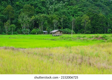 Paddy Field In Kota Belud Sabah Borneo Malaysia.