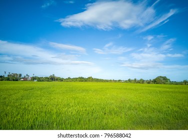 Paddy Field In Malaysia Penang Balik Pulau