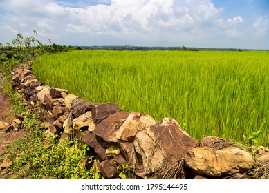 Paddy Field Near Jagdalpur, Bastar District, Chhattisgarh, India