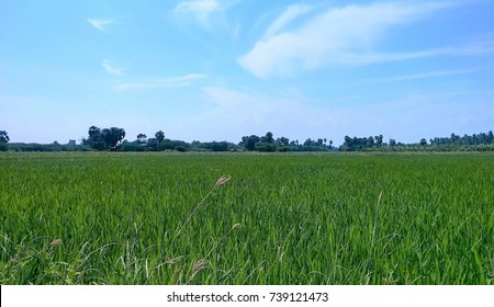 133 Tiruchendur Images, Stock Photos & Vectors | Shutterstock