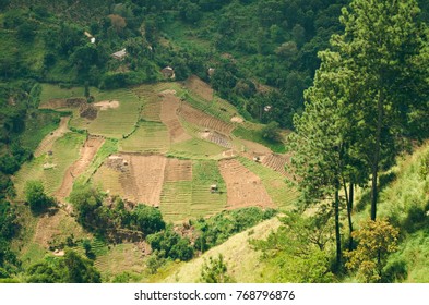 Paddy Field On Hill, Areal View