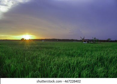 Paddy Field At Parit Penghulu Village Sungai Rambai, Melaka, Malaysia During Sunset