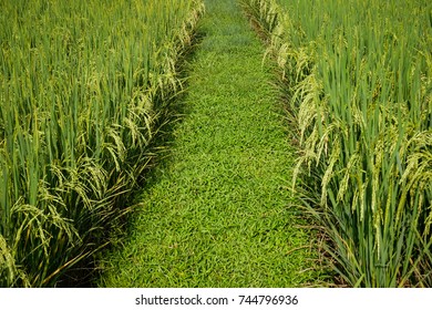 Paddy Field With Path And Vanishing Point, Abstract Composition, Green Nature Concept Background