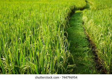 Paddy Field With Path And Vanishing Point, Abstract Composition, Green Nature Concept Background