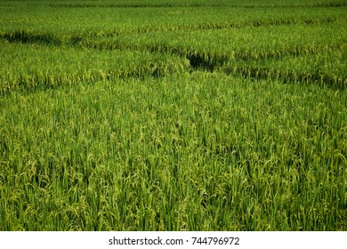 Paddy Field With Path And Vanishing Point, Abstract Composition, Green Nature Concept Background