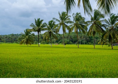 Paddy Field Or Rice Field At Kollangode, Palakkad District, Kerala, South India