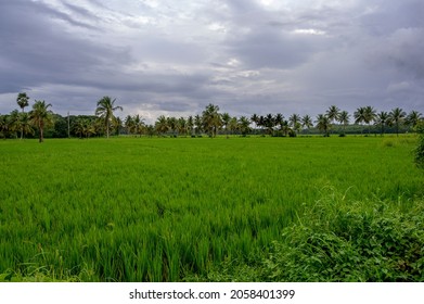 Paddy Field Rice Field Kollangode Palakkad Stock Photo 2058401399 ...