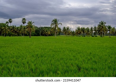 510 Palakkad district Images, Stock Photos & Vectors | Shutterstock