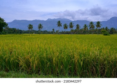 Paddy Field Or Rice Field At Kollangode, Palakkad District, Kerala, South India