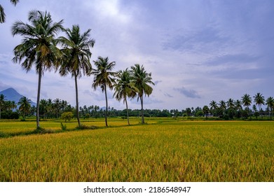 Paddy Field Or Rice Field At Kollangode, Palakkad District, Kerala, South India