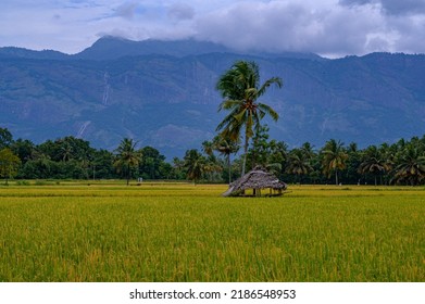 Paddy Field Or Rice Field At Kollangode, Palakkad District, Kerala, South India