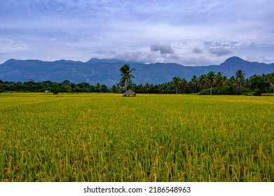 Paddy Field Or Rice Field At Kollangode, Palakkad District, Kerala, South India