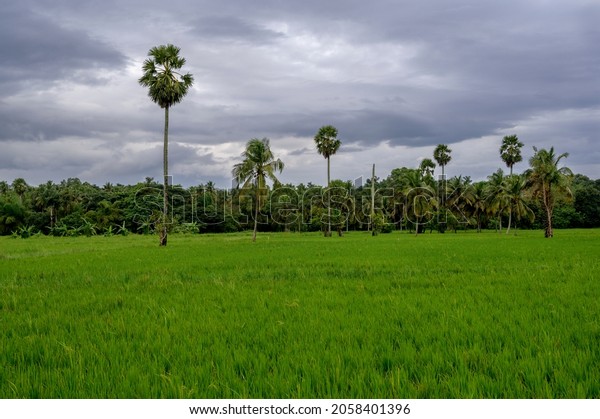 Paddy Field Rice Field Kollangode Palakkad Stock Photo 2058401396 ...