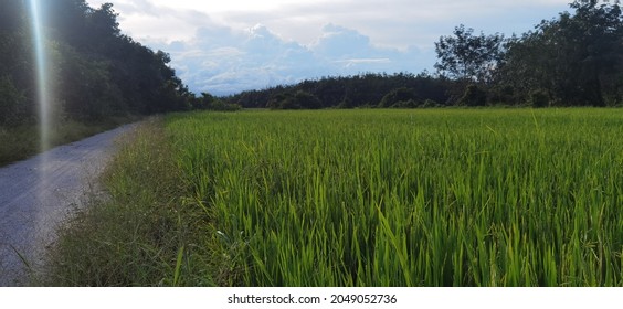 Paddy Field, Road, Green Paddy, Blue Sky 