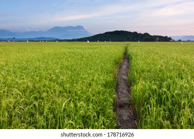 Paddy Field At A Rural Area In Sabah, Borneo, Malaysia