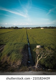 Paddy Field In Sabak Bernam, Sungai Besar Selangor 