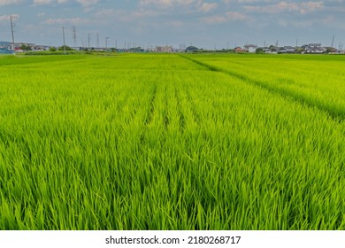 Paddy Field Scenery Kanagawajapan Stock Photo 2180268717 | Shutterstock