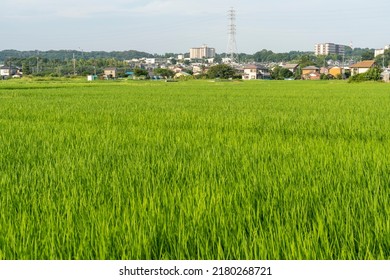 412,349 Paddy field Stock Photos, Images & Photography | Shutterstock