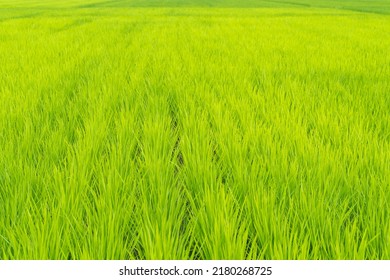 Paddy field scenery in Kanagawa,Japan
